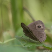 Mycalesis mineus Linnaeus, 1758